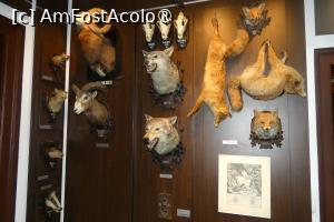 [P07] Cea de-a doua sală -vânat de talie mică » foto by Claudiu U.
 - 
<span class="allrVoted glyphicon glyphicon-heart hidden" id="av1514646"></span>
<a class="m-l-10 hidden" id="sv1514646" onclick="voting_Foto_DelVot(,1514646,29226)" role="button">șterge vot <span class="glyphicon glyphicon-remove"></span></a>
<a id="v91514646" class=" c-red"  onclick="voting_Foto_SetVot(1514646)" role="button"><span class="glyphicon glyphicon-heart-empty"></span> <b>LIKE</b> = Votează poza</a> <img class="hidden"  id="f1514646W9" src="/imagini/loader.gif" border="0" /><span class="AjErrMes hidden" id="e1514646ErM"></span>