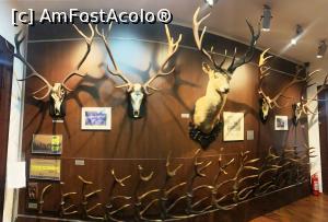 [P21] Un perete plin de trofee cu coarne » foto by AZE
 - 
<span class="allrVoted glyphicon glyphicon-heart hidden" id="av1355972"></span>
<a class="m-l-10 hidden" id="sv1355972" onclick="voting_Foto_DelVot(,1355972,29226)" role="button">șterge vot <span class="glyphicon glyphicon-remove"></span></a>
<a id="v91355972" class=" c-red"  onclick="voting_Foto_SetVot(1355972)" role="button"><span class="glyphicon glyphicon-heart-empty"></span> <b>LIKE</b> = Votează poza</a> <img class="hidden"  id="f1355972W9" src="/imagini/loader.gif" border="0" /><span class="AjErrMes hidden" id="e1355972ErM"></span>