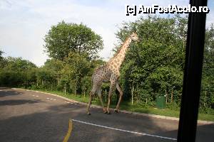 [P11] girafa prin resort » foto by christian26ro
 - 
<span class="allrVoted glyphicon glyphicon-heart hidden" id="av409036"></span>
<a class="m-l-10 hidden" id="sv409036" onclick="voting_Foto_DelVot(,409036,29229)" role="button">șterge vot <span class="glyphicon glyphicon-remove"></span></a>
<a id="v9409036" class=" c-red"  onclick="voting_Foto_SetVot(409036)" role="button"><span class="glyphicon glyphicon-heart-empty"></span> <b>LIKE</b> = Votează poza</a> <img class="hidden"  id="f409036W9" src="/imagini/loader.gif" border="0" /><span class="AjErrMes hidden" id="e409036ErM"></span>