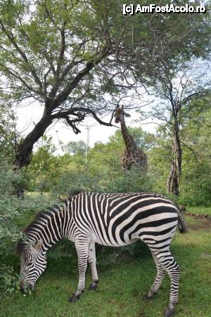 [P12] in resort » foto by christian26ro
 - 
<span class="allrVoted glyphicon glyphicon-heart hidden" id="av409037"></span>
<a class="m-l-10 hidden" id="sv409037" onclick="voting_Foto_DelVot(,409037,29229)" role="button">șterge vot <span class="glyphicon glyphicon-remove"></span></a>
<a id="v9409037" class=" c-red"  onclick="voting_Foto_SetVot(409037)" role="button"><span class="glyphicon glyphicon-heart-empty"></span> <b>LIKE</b> = Votează poza</a> <img class="hidden"  id="f409037W9" src="/imagini/loader.gif" border="0" /><span class="AjErrMes hidden" id="e409037ErM"></span>