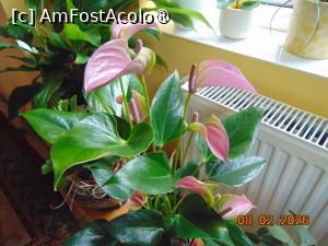 [P38] coltul cu flori de la etajul 1 » foto by Yolanda
 - 
<span class="allrVoted glyphicon glyphicon-heart hidden" id="av1518296"></span>
<a class="m-l-10 hidden" id="sv1518296" onclick="voting_Foto_DelVot(,1518296,29255)" role="button">șterge vot <span class="glyphicon glyphicon-remove"></span></a>
<a id="v91518296" class=" c-red"  onclick="voting_Foto_SetVot(1518296)" role="button"><span class="glyphicon glyphicon-heart-empty"></span> <b>LIKE</b> = Votează poza</a> <img class="hidden"  id="f1518296W9" src="/imagini/loader.gif" border="0" /><span class="AjErrMes hidden" id="e1518296ErM"></span>