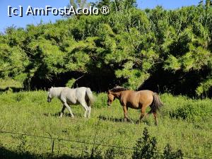 [P40] Căluții vecinilor » foto by crismis
 - 
<span class="allrVoted glyphicon glyphicon-heart hidden" id="av1522468"></span>
<a class="m-l-10 hidden" id="sv1522468" onclick="voting_Foto_DelVot(,1522468,29284)" role="button">șterge vot <span class="glyphicon glyphicon-remove"></span></a>
<a id="v91522468" class=" c-red"  onclick="voting_Foto_SetVot(1522468)" role="button"><span class="glyphicon glyphicon-heart-empty"></span> <b>LIKE</b> = Votează poza</a> <img class="hidden"  id="f1522468W9" src="/imagini/loader.gif" border="0" /><span class="AjErrMes hidden" id="e1522468ErM"></span>