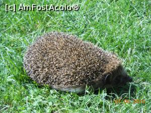 [P34] Solești - Ariciul din curtea casei boierești.  » foto by iulianic
 - 
<span class="allrVoted glyphicon glyphicon-heart hidden" id="av751524"></span>
<a class="m-l-10 hidden" id="sv751524" onclick="voting_Foto_DelVot(,751524,29440)" role="button">șterge vot <span class="glyphicon glyphicon-remove"></span></a>
<a id="v9751524" class=" c-red"  onclick="voting_Foto_SetVot(751524)" role="button"><span class="glyphicon glyphicon-heart-empty"></span> <b>LIKE</b> = Votează poza</a> <img class="hidden"  id="f751524W9" src="/imagini/loader.gif" border="0" /><span class="AjErrMes hidden" id="e751524ErM"></span>